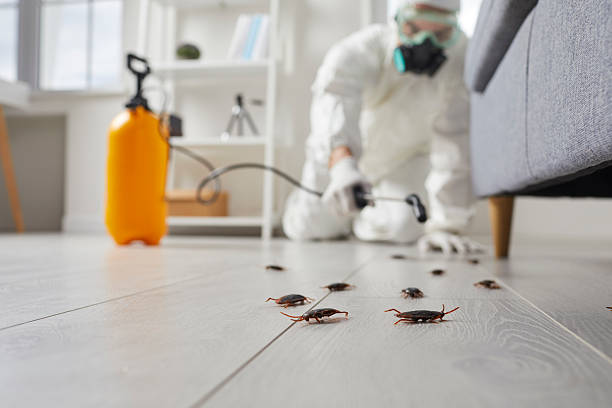 Post-Treatment Bed Bug Interceptor Monitoring in Shelton